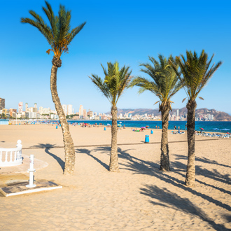 Palmbomen op het strand van Benidorm, Spanje